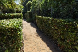 Hedging | Age of Excellence Landscapers